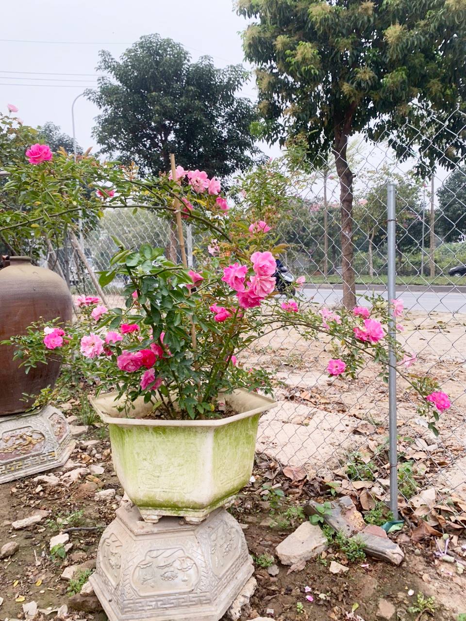 Vườn hồng khoe sắc thắm